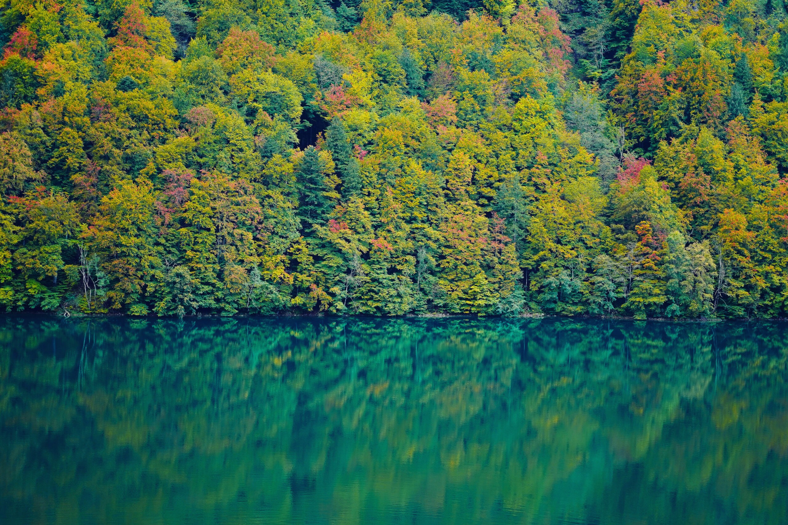 Leuchtender Herbstwald im Wiederspiegel des Seelisbergersee